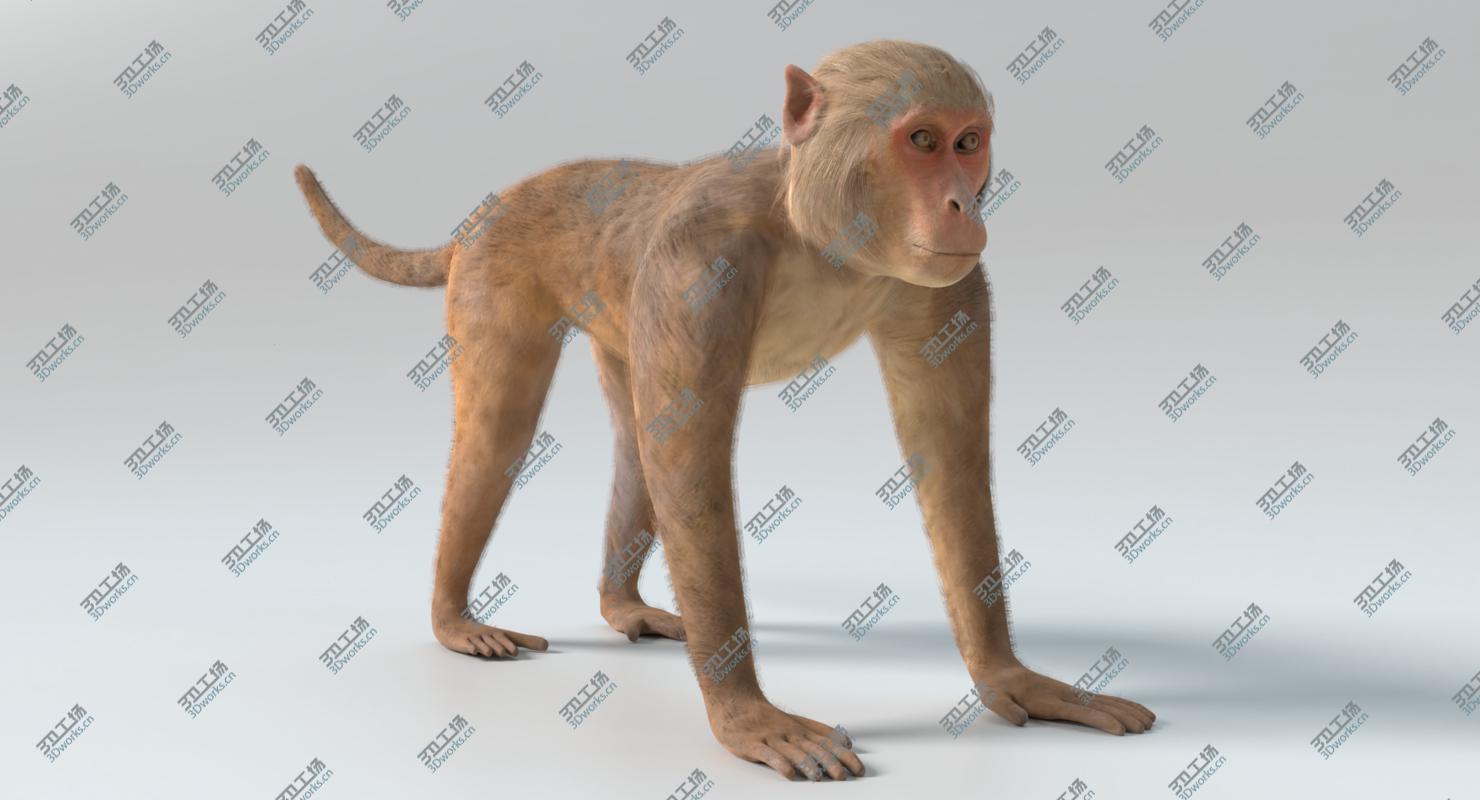 images/goods_img/2021040164/3D Monkey 2 Animated model/2.jpg